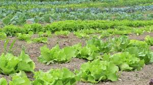 Plantas con fertilizantes